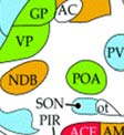 callosum; CE-central canal; CL-centrolateral thalamus;