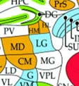 thalamus; GL-glomerular layer, olfactory bulb; GP-globus pallidus;