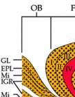 (I-VI-kérgi rétegek; ABL-basolateral amygdaloid nucleus; AC-anterior comissure; ACB-nucleus accumbens; ACE-central