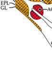 AMB-nucleus ambiguus; AME-medial amygdaloid nucleus; AON-anterior olfactoryy nucleus; ARC-arcuate nucleus,