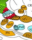 STN-spinal trigeminal nucleus; SUG-superficial gray layer, superior colliculus; TCX-temporal cortex; VH-ventral