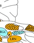 VL-ventrolateral thalamus; VM-ventromedial thalamus; VMH-ventromedial hypothalamus; VP- ventral pallidus;