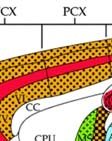 DMH-dorsomedial hypothalamus; DPG-deep gray layer, colliculus; FCX-frontal cortex; G-nucleus gelatinosus,