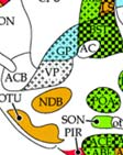 HPC-hippocampus; IC-inferior colliculus; IGR- intermediate granular layer, olfactory bulb; IL-intermediate lobe,