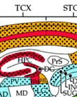 cell layer, olfactory bulb; MM-medial mammillary nucleus; MS-medial septum; reticular nucleus; LS-lateral septum;