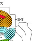 raphé; SC-superior colliculus; SCP-superior cerebellar thalamus; PVN-paraventricular hypothalamus; reuniens