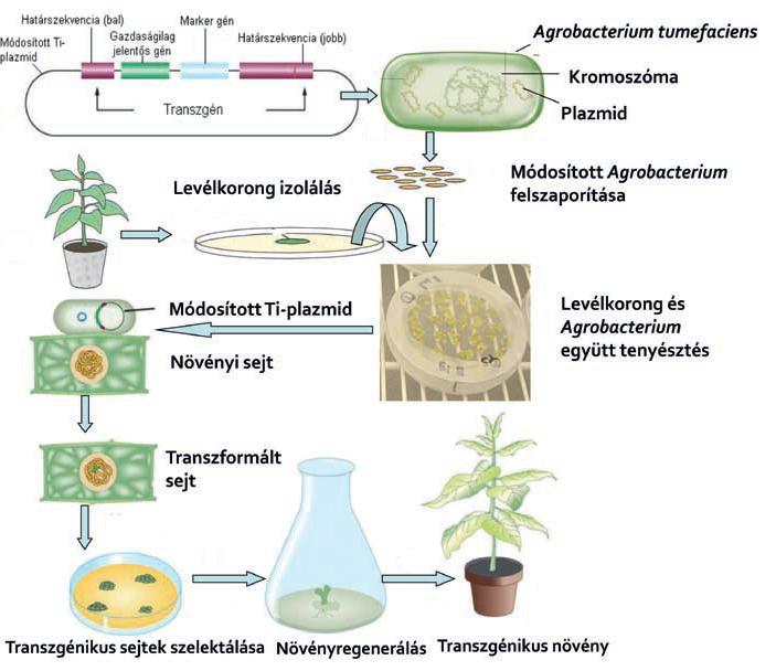 Előállítása II. Közvetett géntranszfer Más élőlény (Agrobacterium tumefaciens) felhasználása. Sérülés fenolvegyületek virulencia gének beindítása.