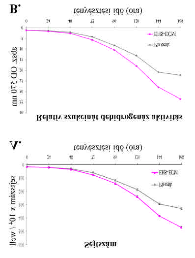 Eredmények bizonyult (p<0.001). Az OSCORT sejtek által termelt extracelluláris mátrix (OSCORT- ECM) az EHS-ECM-hez hasonlóan növelte a sejtproliferációt (12. ábra).