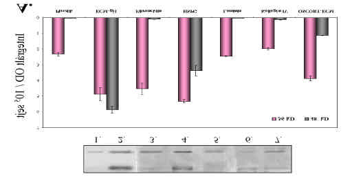Eredmények 48 kda 36 kda 350 kda 14. ábra. ECM és biopolimerei hatása a PCNA és a Ki-67 fehérjék expressziójára.
