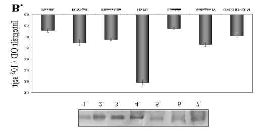 A fehérje expressziót 10 5 OSCORT sejtmagi extraktumából immunoblottal mutattuk ki.