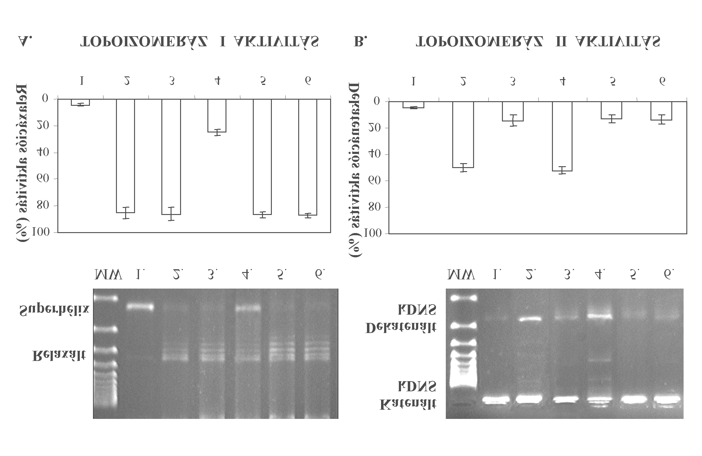 Eredmények 16. ábra. Az extracelluláris mátrix hatása a topoizomeráz I és topoizomeráz II aktivitásra. A. Topoizomeráz I aktivitás szuperhélix pbr322 plazmid DNS relaxációs módszerrel kimutatva 2.