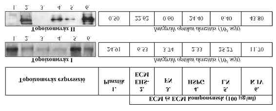 Eredmények 17. ábra. Topoizomeráz I és II specifikus hasítási aktivitás extracelluláris mátrix jelenlétében. A/1 1.sáv: 5x10 5, 72 órát plasztikon tartott OSCORT sejtbol készült magi extraktummal.