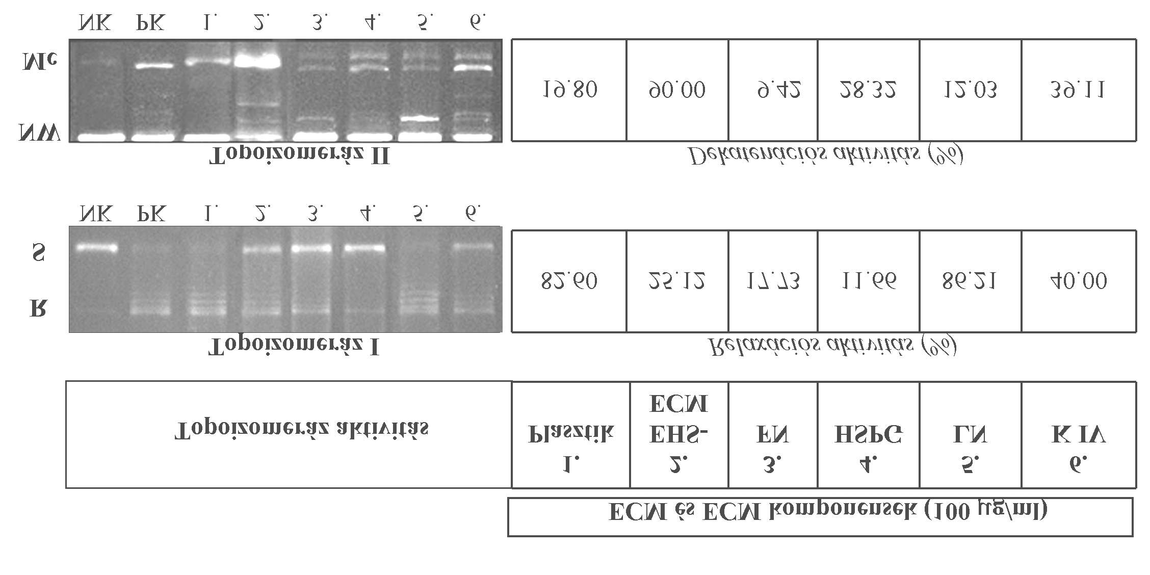 Eredmények 19. ábra. A extracelluláris mátrix és biopolimereinek hatása a topoizomerázok aktivitására. Az OSCORT sejteket 72 órán át tenyésztettük ECM és 100 µg/ml ECM biopolimerek jelenlétében.