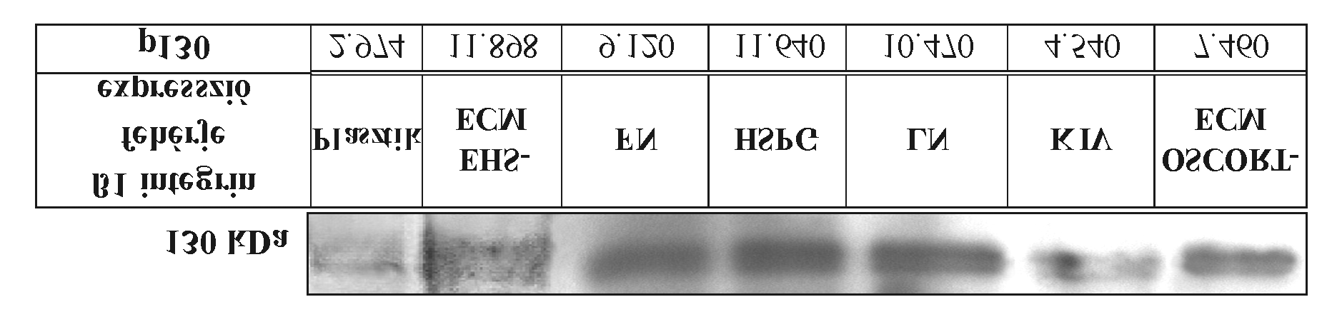 Eredmények 5.3.8 ECM és biopolimerei hatása az OSCORT sejtek ß1 integrin expressziójára A ß1 integrin egy alapveto mediátora az extracelluláris proteinek által közvetített szignáloknak.