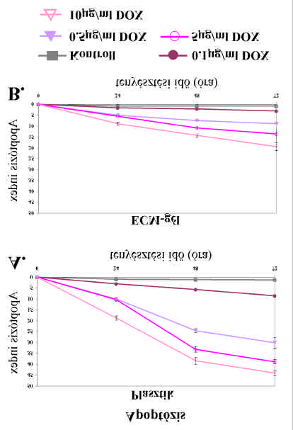 Eredmények 28. ábra. Az ECM-gél hatása a doxorubicinnel kezelt OSCORT sejtek apoptózisára. A 0.