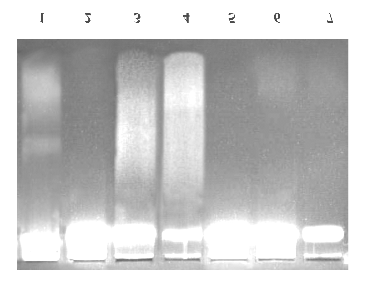 Eredmények A fenti eredményeket a fragmentált DNS 1 µg-jának agaróz gélelektroforetikus futtatása is alátámasztja.