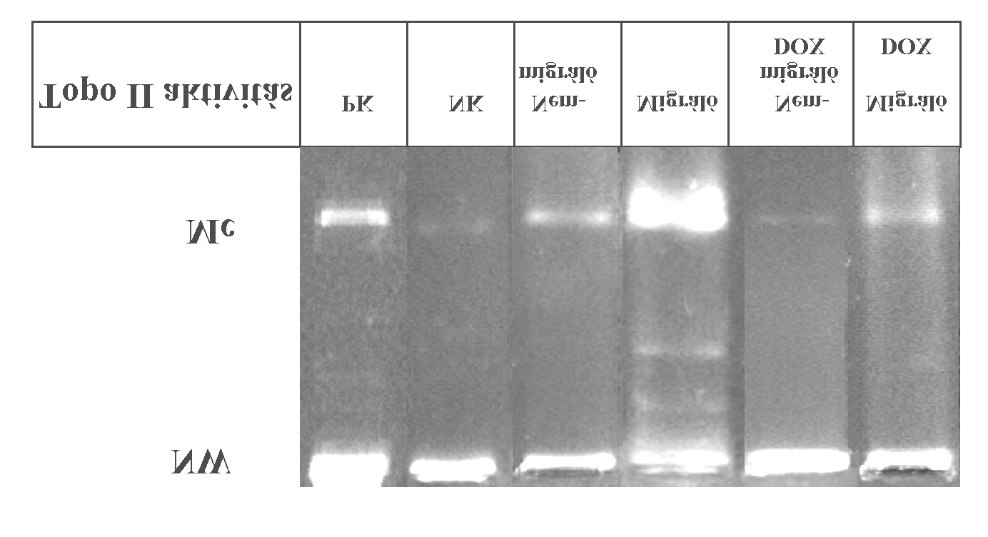 Eredmények A dekatenációs aktivitási méréseinket az immuncitokémiai vizsgálataink is megerosíteni látszanak, a doxorubicin kezelés csökkentette a topoizomeráz II aktivitást (39. ábra).