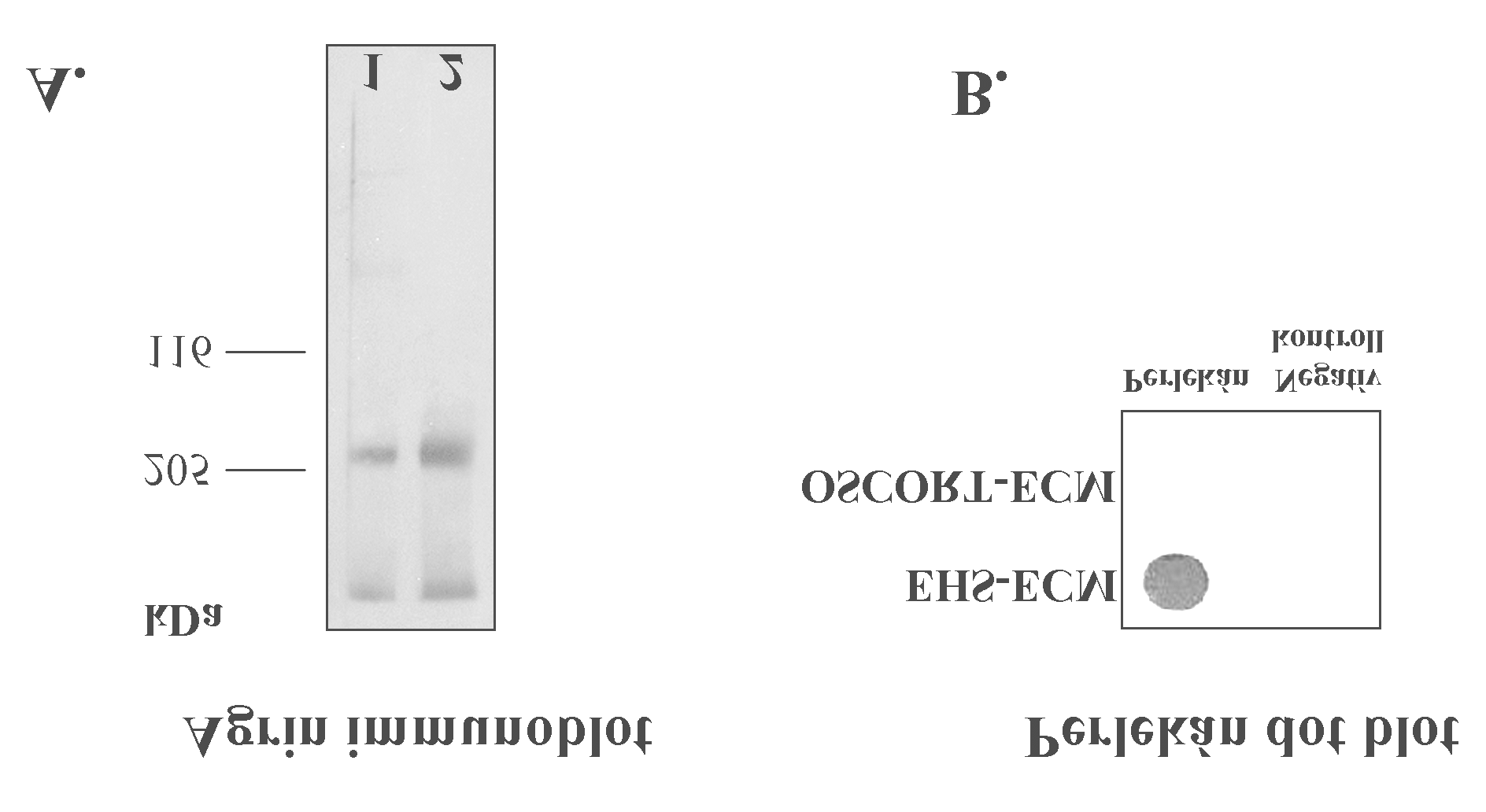 Eredmények 43. ábra. HSPG az ECM-gélben és az OSCORT-ECM-ben. A. Az ECM-gélbol és az OSCORT-ECM-bol proteoglikánt izoláltunk és 10 µg fehérjére vonatkoztatva megfuttattuk 10%-os akrilamid gélen.
