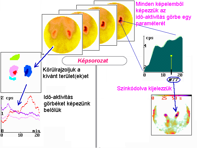 United Nations Scientific Committee on the Effects of Atomic Radiations DINAMIKUS VIZSGÁLATOK.