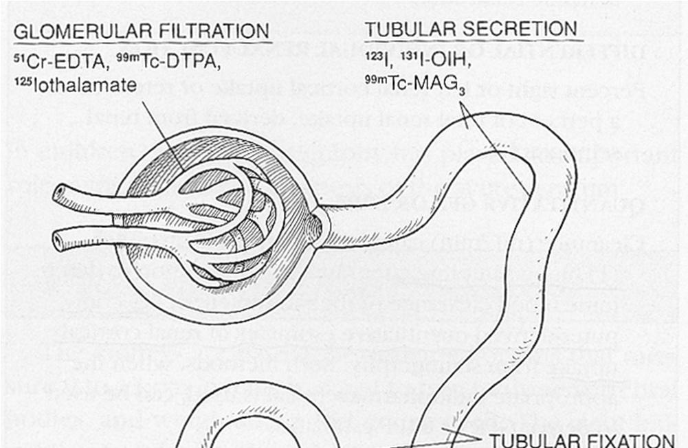 Tubuláris kiválasztás: 123 I, 131 I-OIH 99m Tc-MAG3