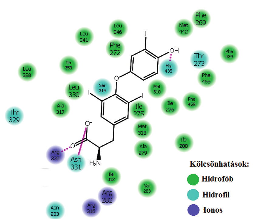 2013/2. Acta Pharmaceutica Hungarica 43 4. ábra: Liotironin és a TRα közti kölcsönhatások ve a 4 -helyzetben lévő fenolos hidroxilcsoport szerepe hangsúlyozandó.