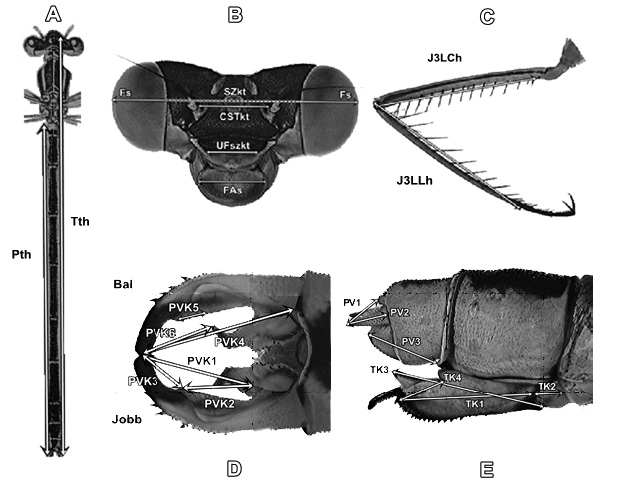 8 2. ábra A Lestes barbarus imágóin mért testalkatbélyegek: a test teljes hossza (Tth, 2. ábra: A) és a potroh teljes hossza (Pth, 2.