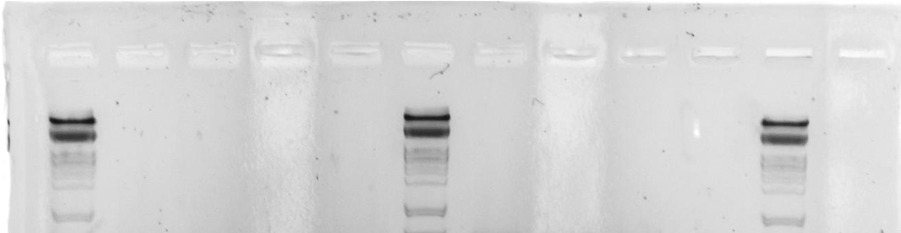 13 Broun P, Poindexter P, Osborne E, Jiang CZ, Riechmann JL. (2004) WIN1, a transcriptional activator of epidermal wax accumulation in Arabidopsis. Proc Natl Acad Sci USA. 101(13):4706-11.