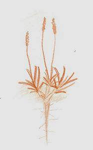 ) Artemisia santonicum (L.) Plantago maritima (L.