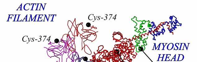 Results and discussion Distance distributions in the actomyosin complex. The cyclic interaction between actin and myosin is thought to provide the molecular basis for muscle contraction.