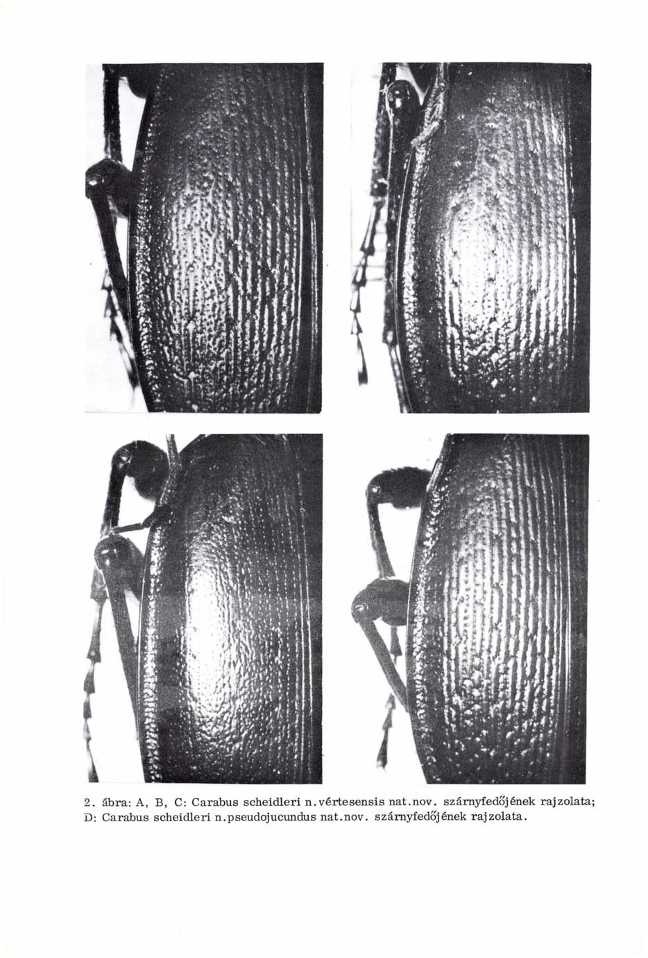 2. ábra: A, B, C: Carabus scheidleri n.vertesensis nat.nov.