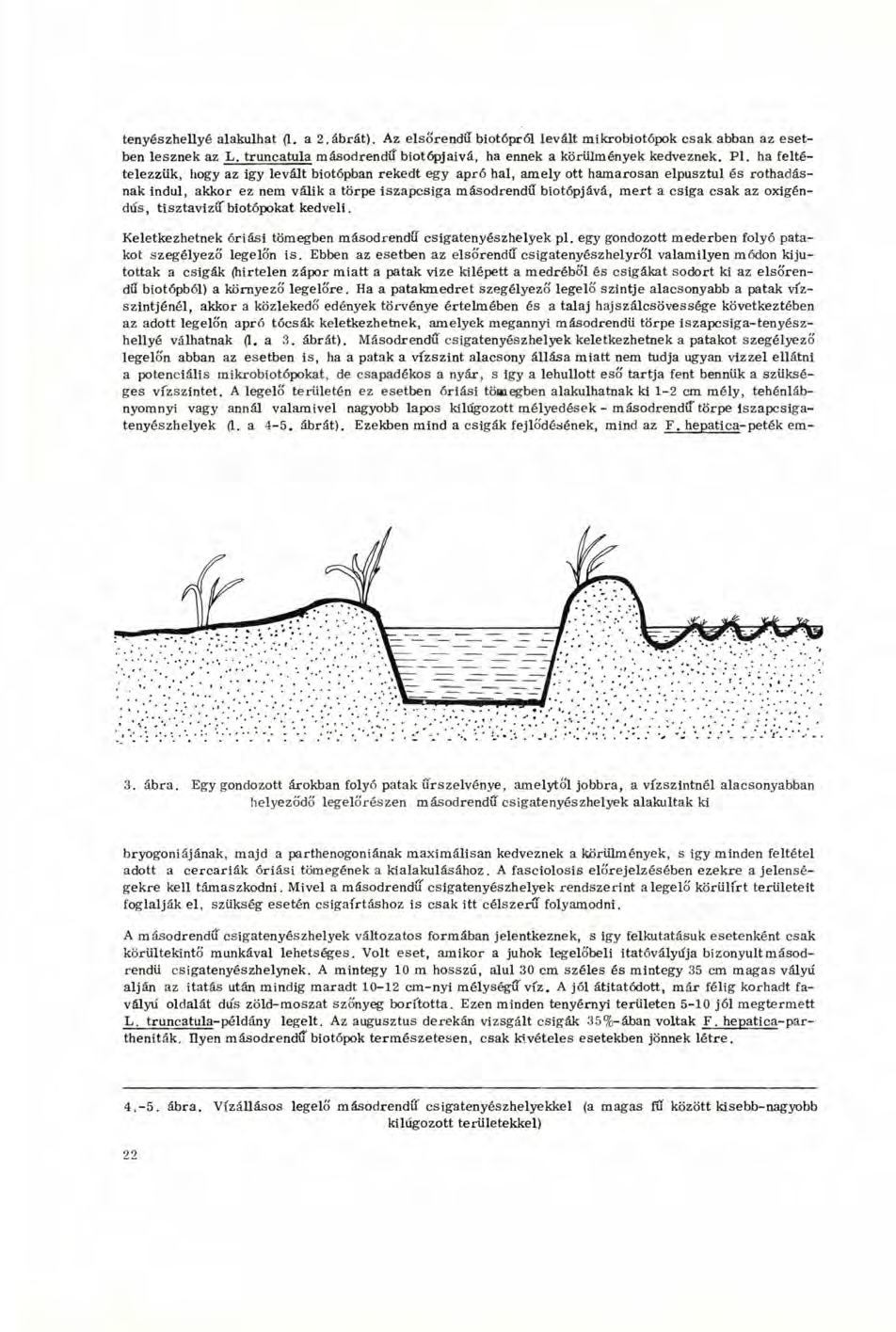 tenyészhellyé alakulhat (1. a 2.ábrát). Az elsőrendű biotópról levált mikrobiotópok csak abban az esetben lesznek az Ij^tr^mcatula másodrendű biotópjaivá, ha ennek a körülmények kedveznek. Pl.