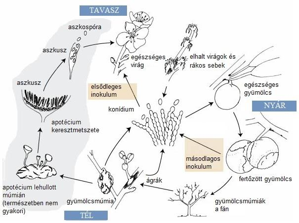 3. ábra: Monilinia fructicola fertőzési- és életciklusa (forrás: EFSA, 2011). Monilinia fructigena életciklusa Hazai körülmények között a M. fructigena életciklusából hiányzik az ivaros életszakasz.