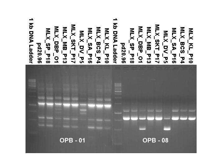 4.2.2. RAPD-PCR értékelés A Monilinia laxa izolátumok esetében a tesztelt 39 primerből 20 bizonyult alkalmasnak a vizsgálat szempontjából, ahol tiszta és reprodukálható sávok jöttek létre (13.