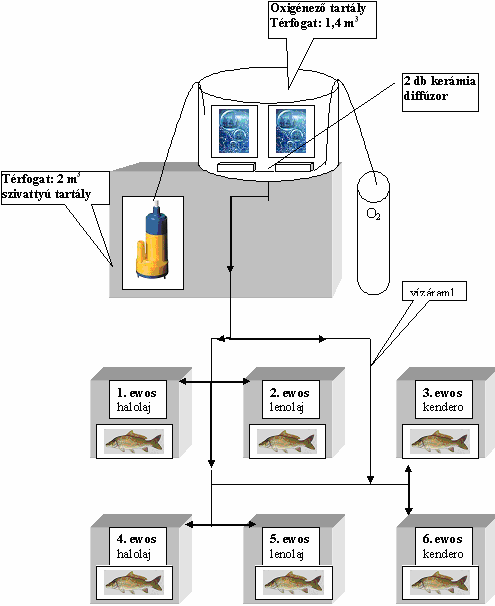 1. ábra Kísérleti halnevelő rendszer