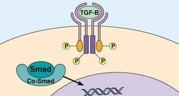 tip. receptor Smad molekulákat foszforilál P Az I és