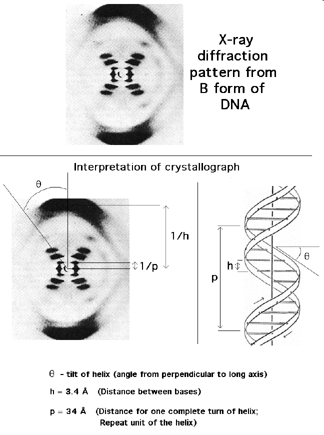 DNS röntgen diffrakciós képe 1953 James D.