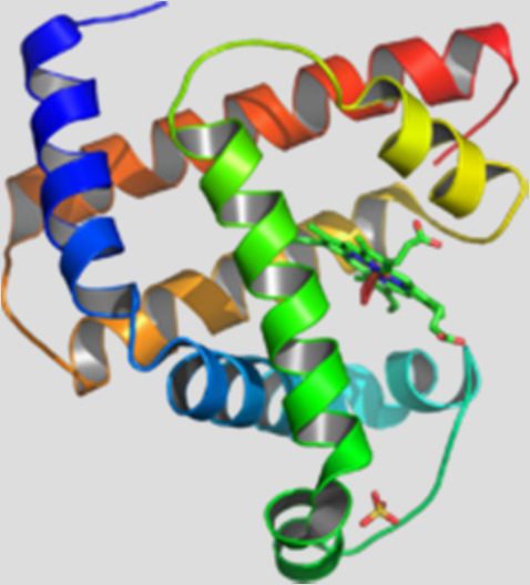 Methods to study protein structure (X-ray diffraction) Sperm Whale myoglobin