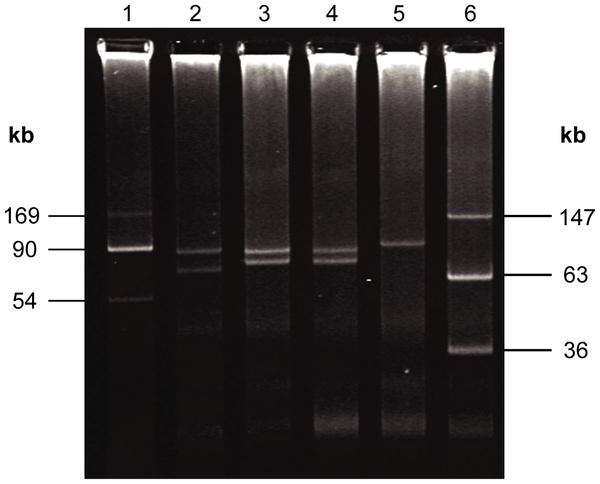 HUSEC041 LB-226692 11-002097 EDL933 95 kb Type IV pilus+tem-1 93 kb