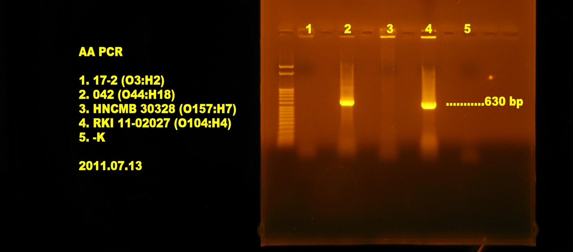 aata (transzporter gén) pcvd432 (plazmid