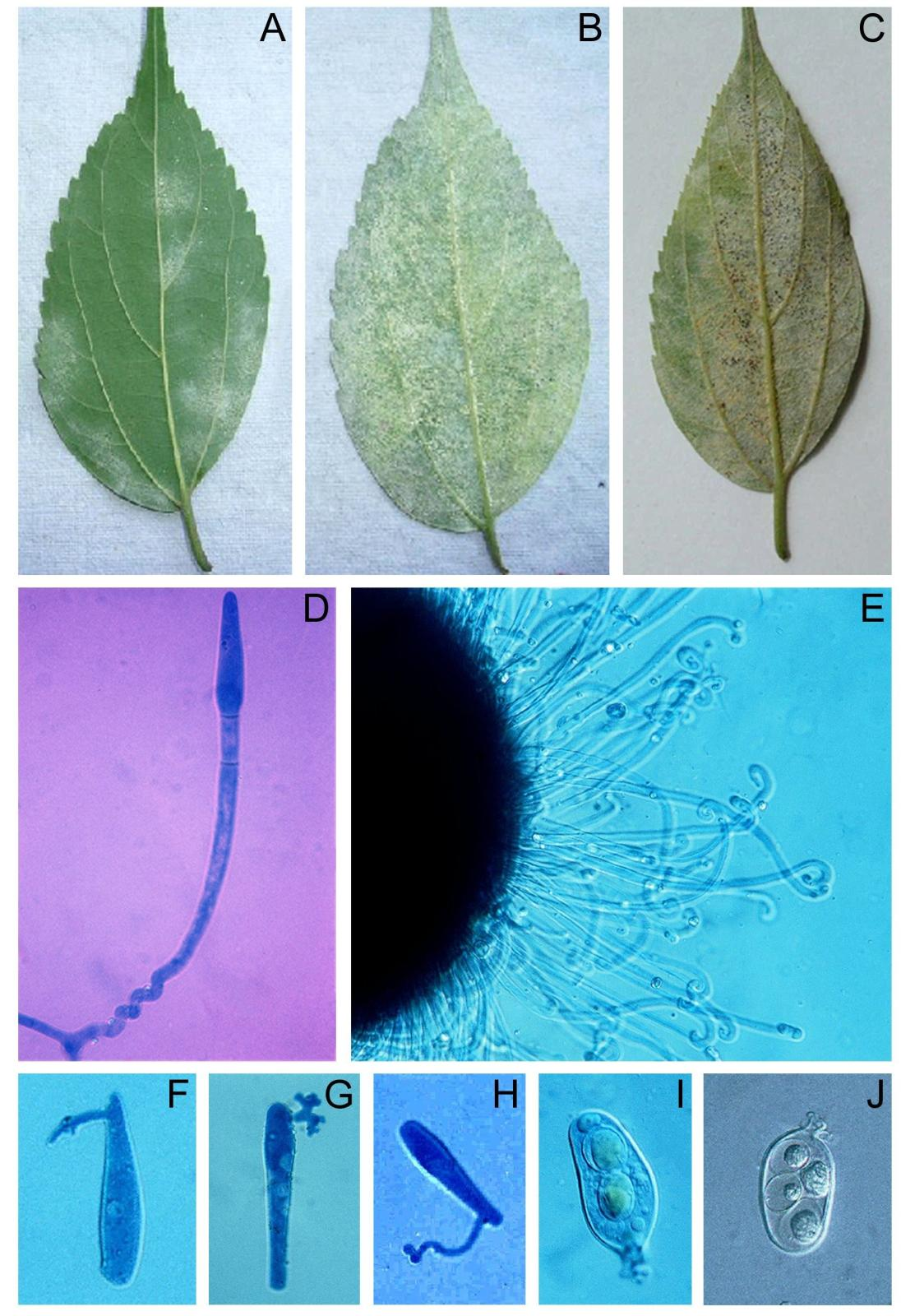 21. ábra. Az Indiában ostorfán (Celtis australis) fellépett lisztharmatfertőzés tünetei és kórokozója, a Pleochaeta indica. A-B. A P. indica ivartalan alakjának (Streptopodium sp.