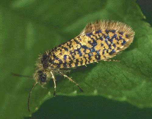 Subordo: Dacnonypha Fam: Eriocraniidae - ősmolyok -ősi lepkék,