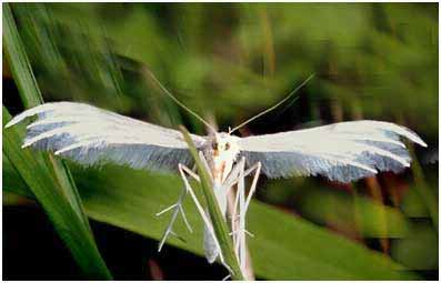 Superfam: Pterophoroidea Fam: Pterophoridae - tollasmolyok kistermetű, nyúlánk, éjszakai aktivitásúak lepkék, első szárnyuk két,