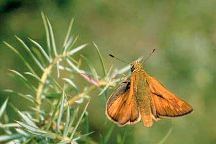 Superfam: Hesperioidea Fam: Hesperiidae - busalepkék