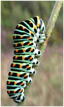 Papilio machaon - fecskefarkú