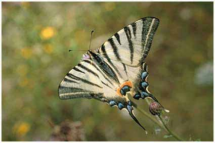 Superfam: Papilionoidea Fam: Papilionidae - pillangók