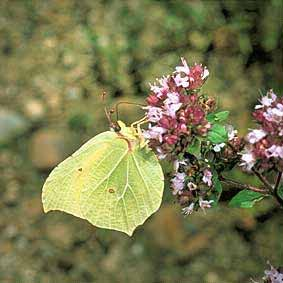 Superfam: Papilionoidea Fam: Pieridae - fehérlepkék