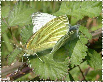 Superfam: Papilionoidea Fam: Pieridae -