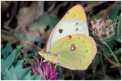 Superfam: Papilionoidea Fam: Pieridae - fehérlepkék