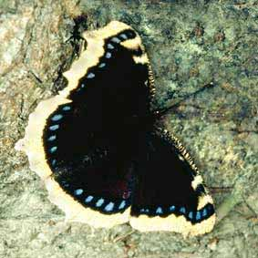 Superfam: Papilionoidea Fam: Nymphalidae - főlepkék subfam:
