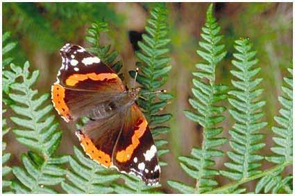 Superfam: Papilionoidea Fam: Nymphalidae - főlepkék subfam: Nymphalinae